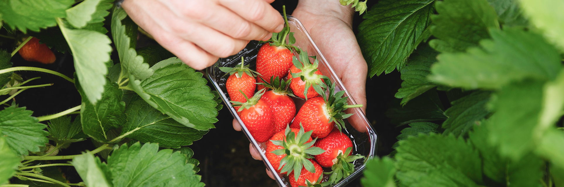 딸기 관련 이미지